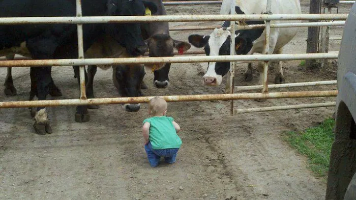 Town & Country Veterinary Clinic PC Tecumseh Branch Picture 2