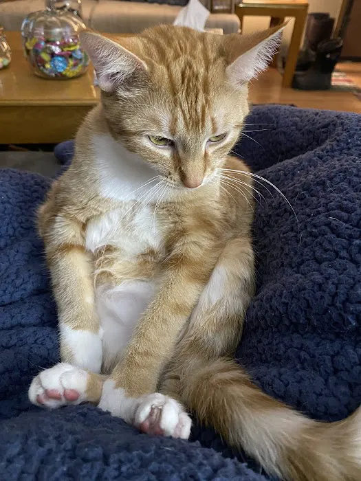 Tecumseh Animal Clinic Picture 4