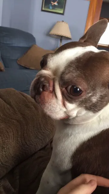 Tecumseh Animal Clinic Picture 2