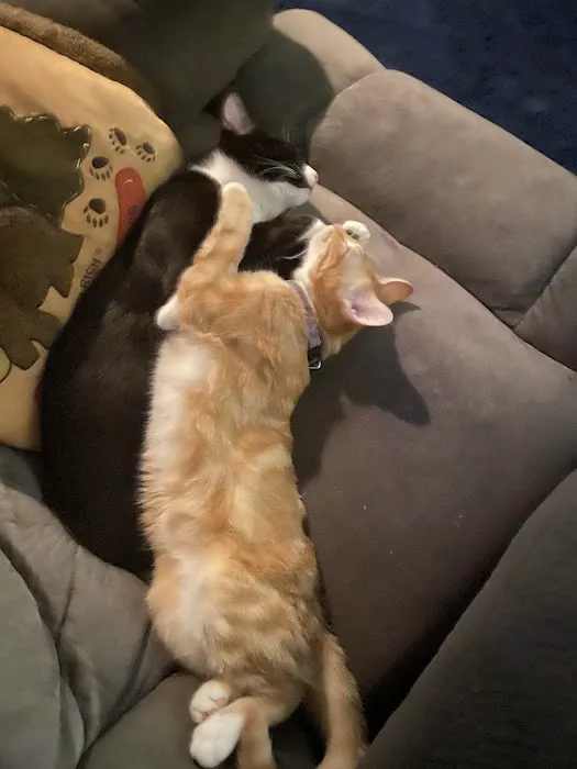 Tecumseh Animal Clinic Picture 6