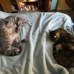 Dr. James Himmelberg, DVM