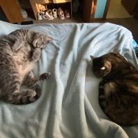 Dr. James Himmelberg, DVM ico