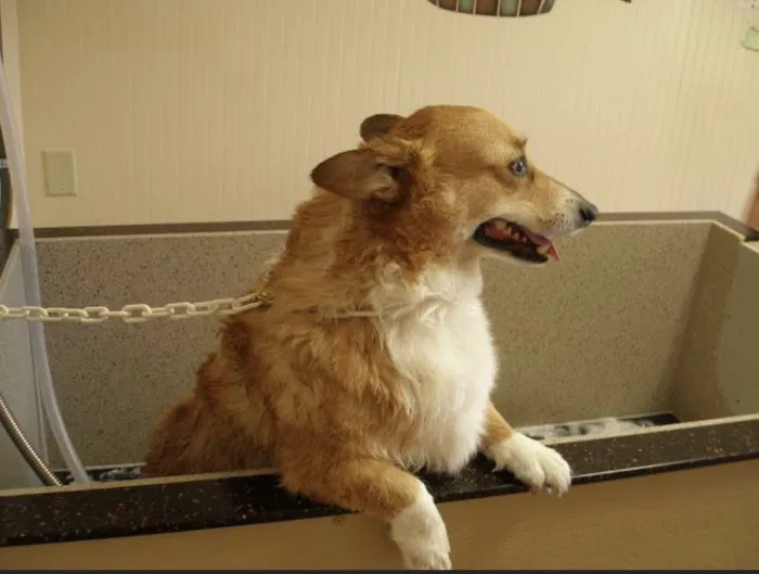 Dr. James Himmelberg, DVM Picture 7