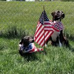 Vintage Heights Veterinary Hospital