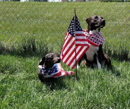 Vintage Heights Veterinary Hospital