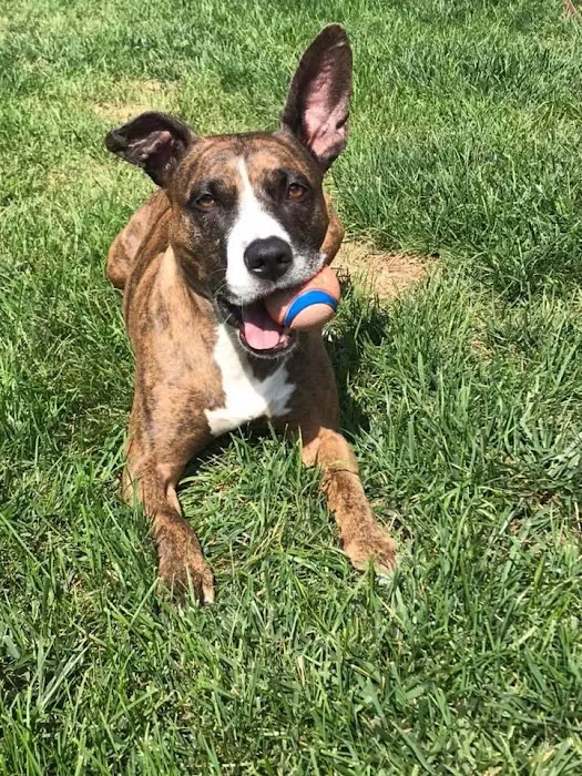 Vintage Heights Veterinary Hospital Picture 2
