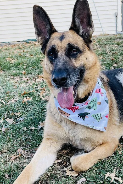 Vintage Heights Veterinary Hospital Picture 3