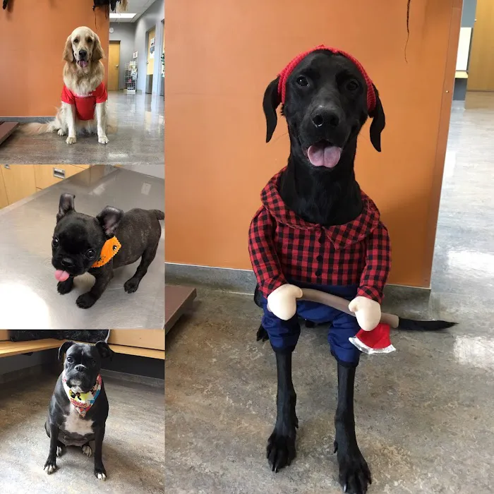 Vintage Heights Veterinary Hospital Picture 6