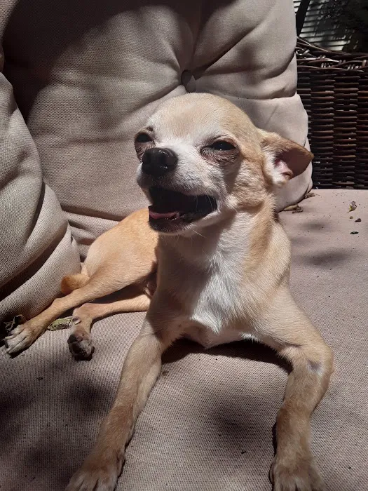 Vintage Heights Veterinary Hospital Picture 4