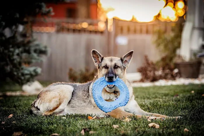 LoTe Veterinary End-of-Life Care Picture 1