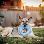 LoTe Veterinary End-of-Life Care