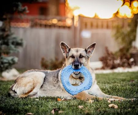 LoTe Veterinary End-of-Life Care