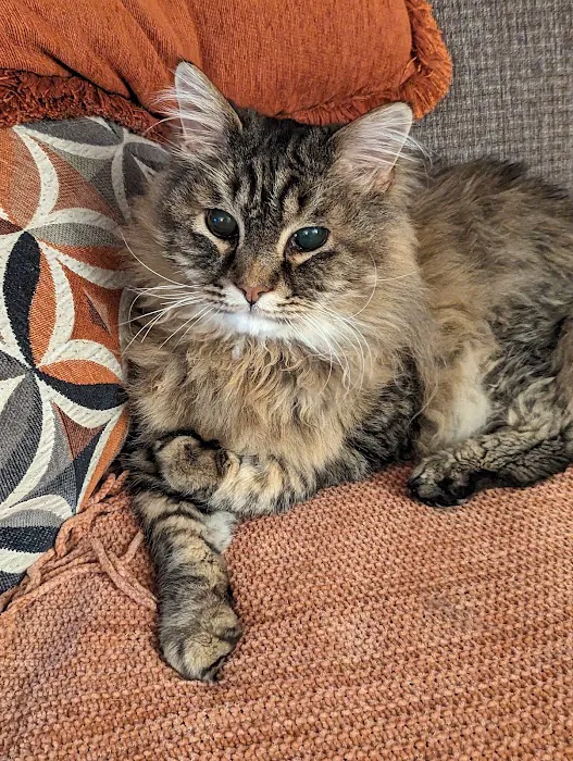 LoTe Veterinary End-of-Life Care Picture 4