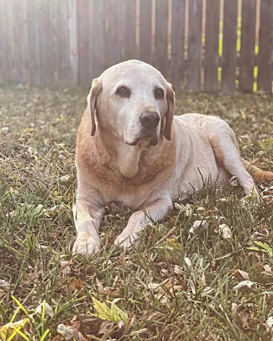 LoTe Veterinary End-of-Life Care Picture 3