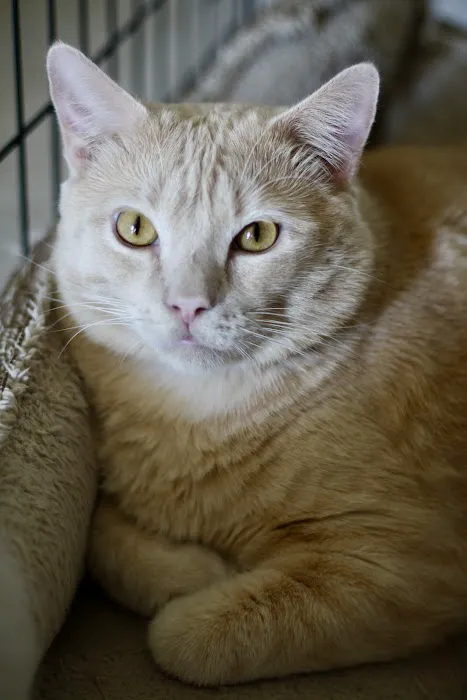 LoTe Veterinary End-of-Life Care Picture 5