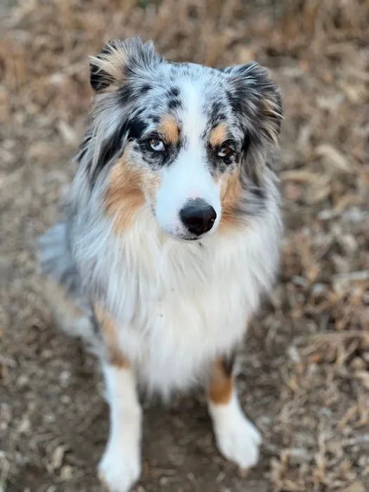 LoTe Veterinary End-of-Life Care Picture 6