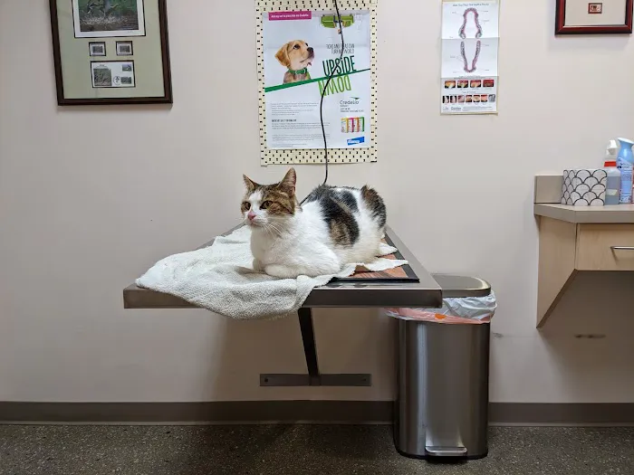 Antelope Creek Veterinary Healthcare Center Picture 2