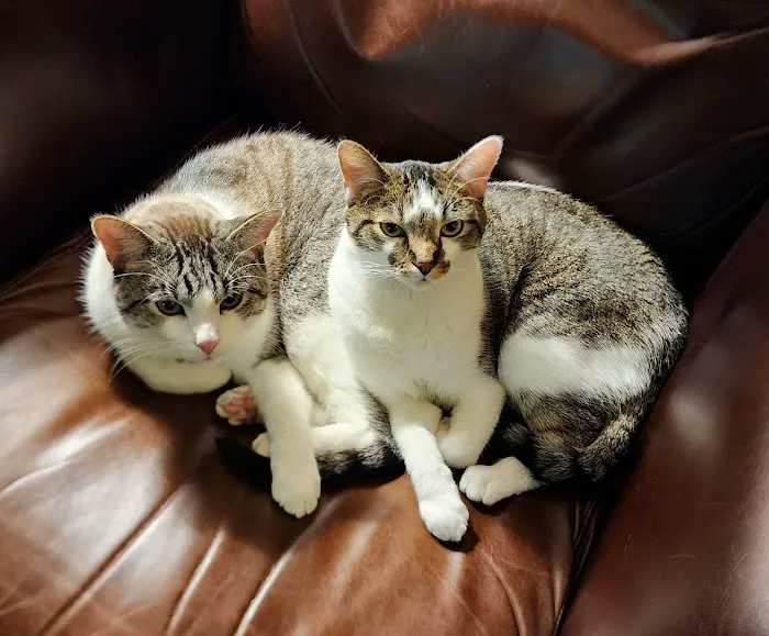 Antelope Creek Veterinary Healthcare Center Picture 3