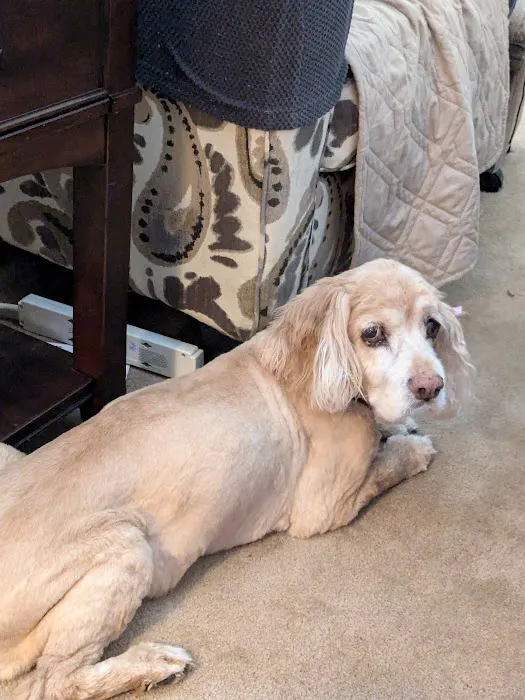 Antelope Creek Veterinary Healthcare Center Picture 4