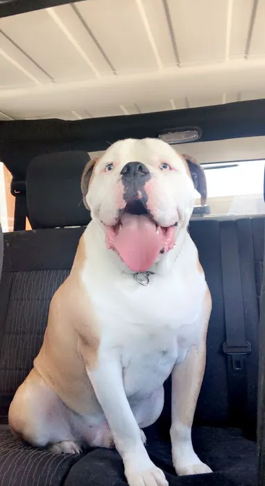 Antelope Creek Veterinary Healthcare Center Picture 6