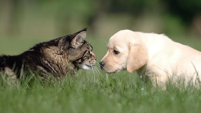 Antelope Creek Veterinary Healthcare Center Picture 10