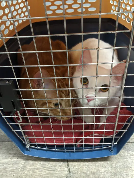 Animal Clinic of the Woodlands Picture 2