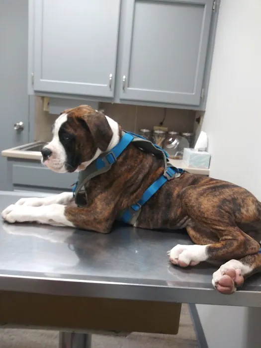 Animal Clinic of the Woodlands Picture 1