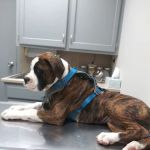 Animal Clinic of the Woodlands