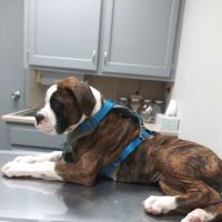 Animal Clinic of the Woodlands ico