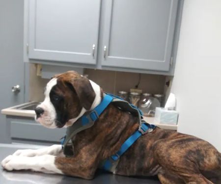 Animal Clinic of the Woodlands