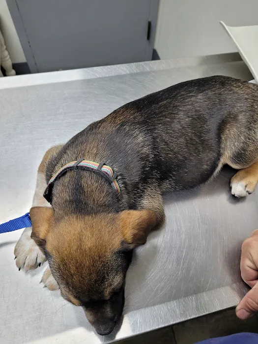 Animal Clinic of the Woodlands Picture 5