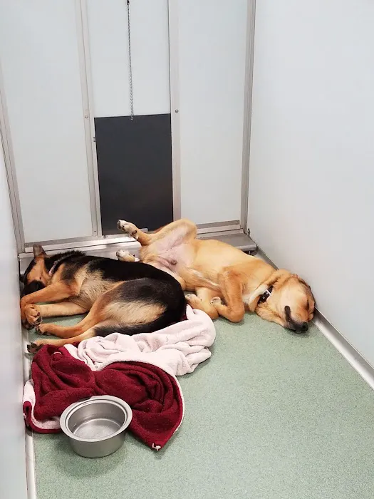 Animal Clinic of the Woodlands Picture 6