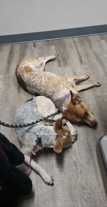 Animal Clinic of the Woodlands Picture 4