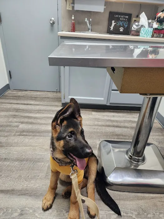 Animal Clinic of the Woodlands Picture 7