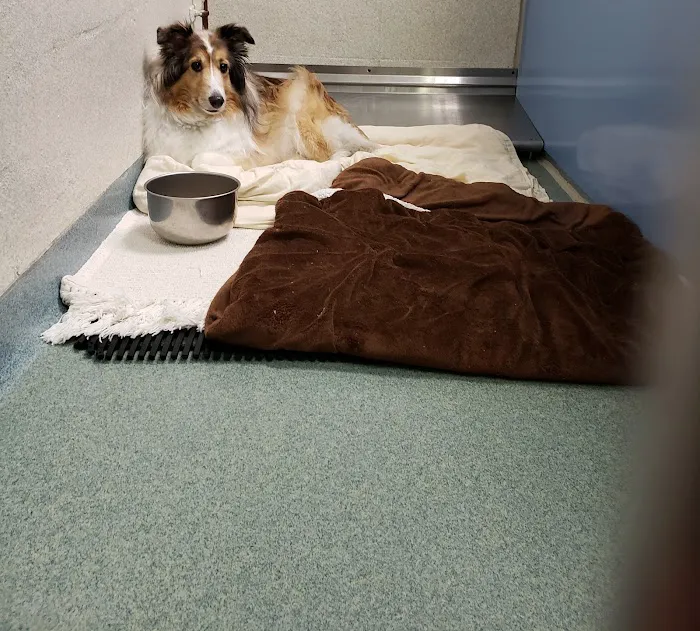 Animal Clinic of the Woodlands Picture 9