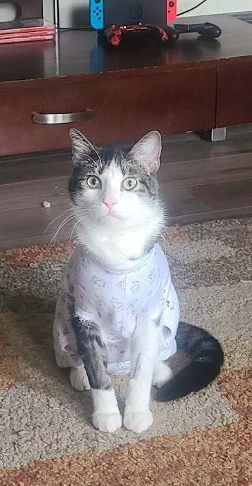 Kansas City Animal Emergency Picture 2