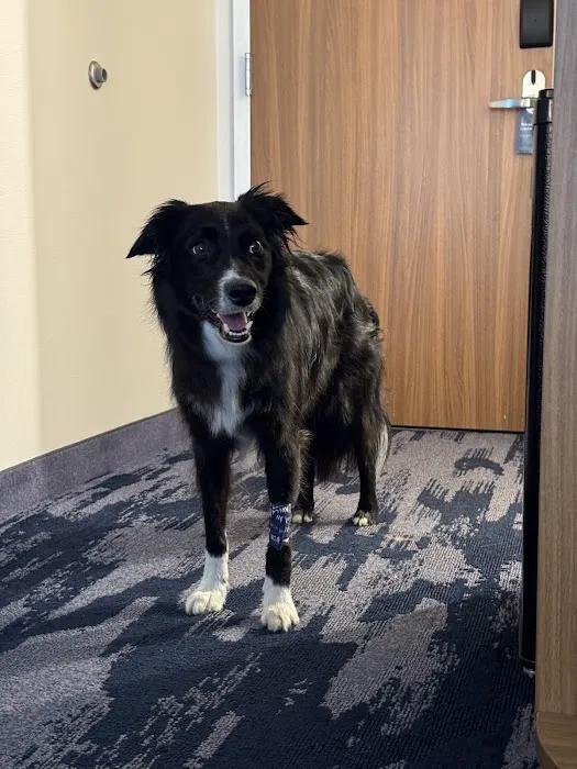 Kansas City Animal Emergency Picture 1