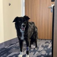 Kansas City Animal Emergency ico