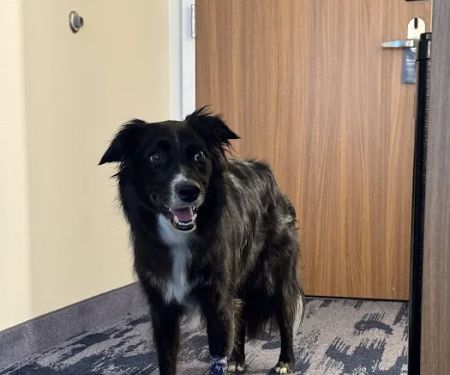 Kansas City Animal Emergency