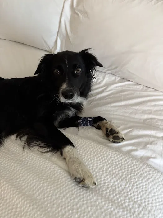 Kansas City Animal Emergency Picture 4