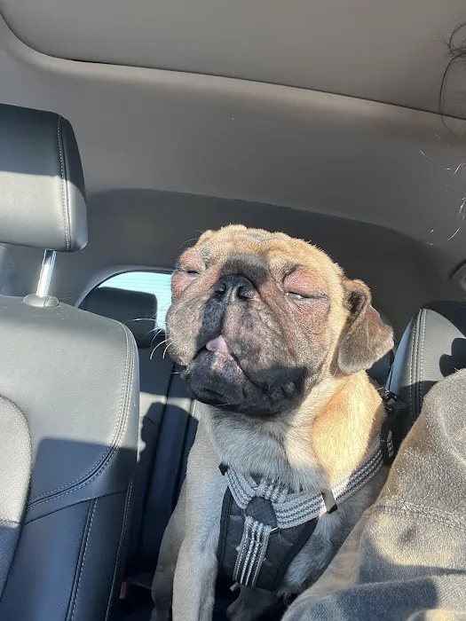 Kansas City Animal Emergency Picture 7