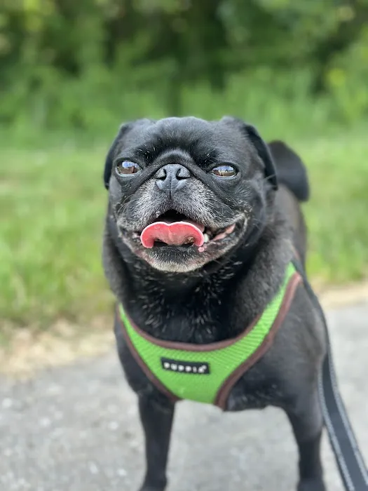 Kansas City Animal Emergency Picture 8