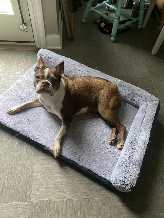 Kansas City Animal Emergency Picture 9