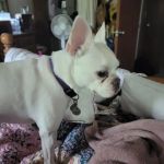 Platte Woods Animal Hospital