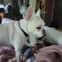 Platte Woods Animal Hospital ico