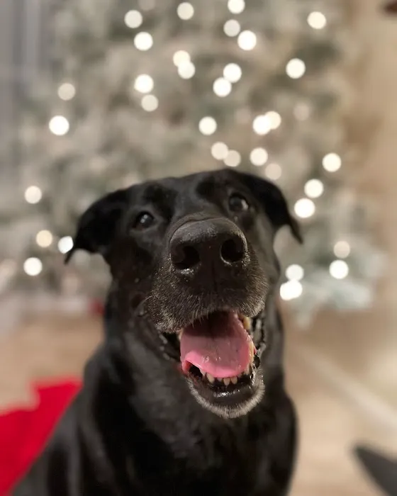 Platte Woods Animal Hospital Picture 4