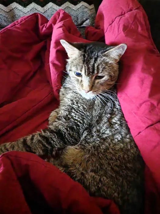 Platte Woods Animal Hospital Picture 8