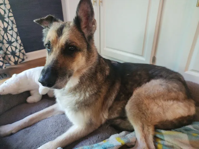 Picture Hills Pet Hospital Picture 1