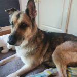 Picture Hills Pet Hospital