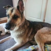 Picture Hills Pet Hospital ico